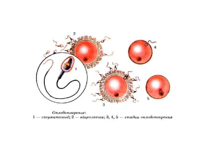 Рисунок процесса оплодотворения