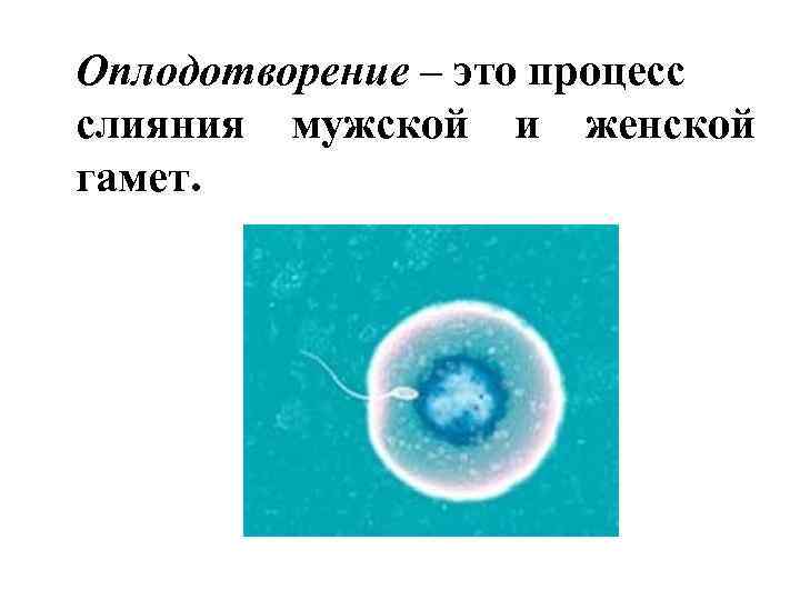 Оплодотворение – это процесс слияния мужской и женской гамет. 