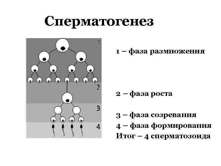 Сперматогенез 1 – фаза размножения 2 – фаза роста 3 – фаза созревания 4