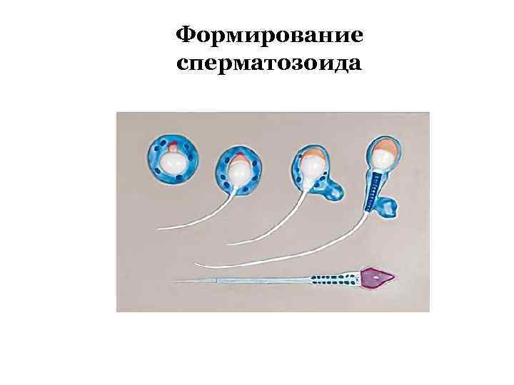 Формирование сперматозоида 