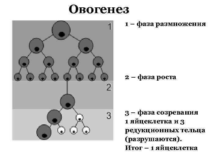 Овогенез 1 – фаза размножения 2 – фаза роста 3 – фаза созревания 1