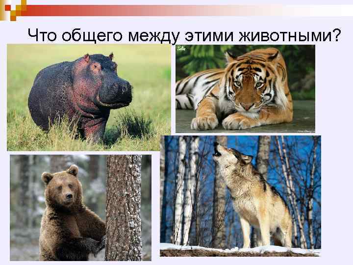 Что общего между этими животными? 