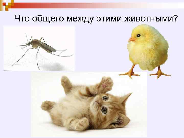 Что общего между этими животными? 