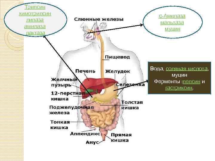 Трипсин, химотрипсин, липаза, амилаза, лактаза α-Амилаза, мальтаза, муцин Вода, соляная кислота, муцин Ферменты :