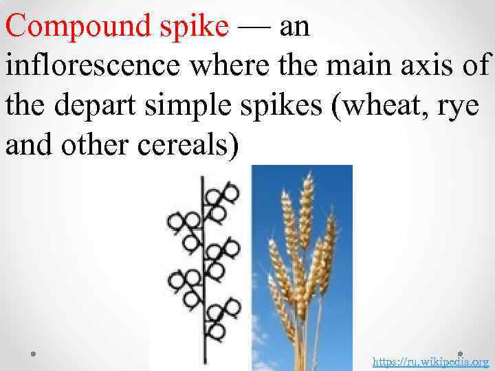 Compound spike — an inflorescence where the main axis of the depart simple spikes