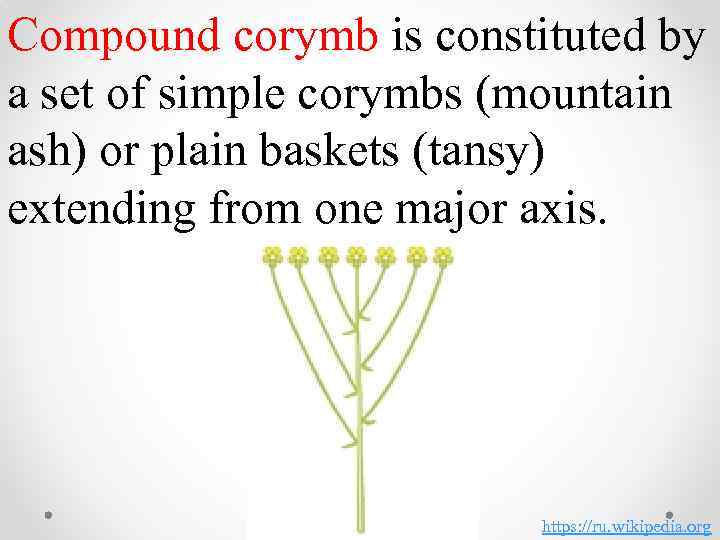 Compound corymb is constituted by a set of simple corymbs (mountain ash) or plain