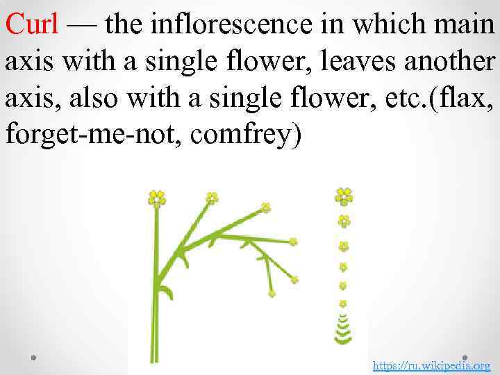 Curl — the inflorescence in which main axis with a single flower, leaves another