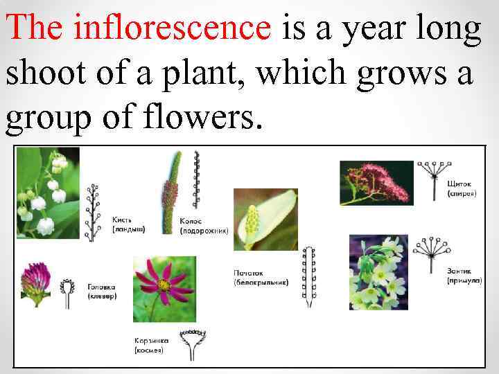 The inflorescence is a year long shoot of a plant, which grows a group