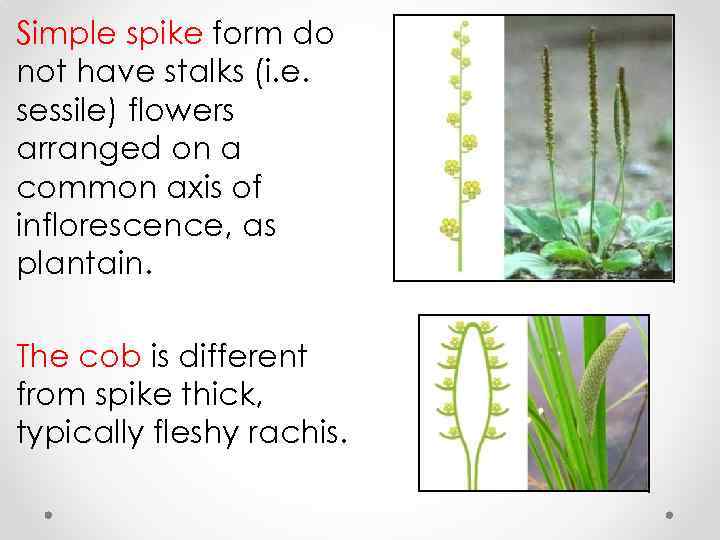 Simple spike form do not have stalks (i. e. sessile) flowers arranged on a