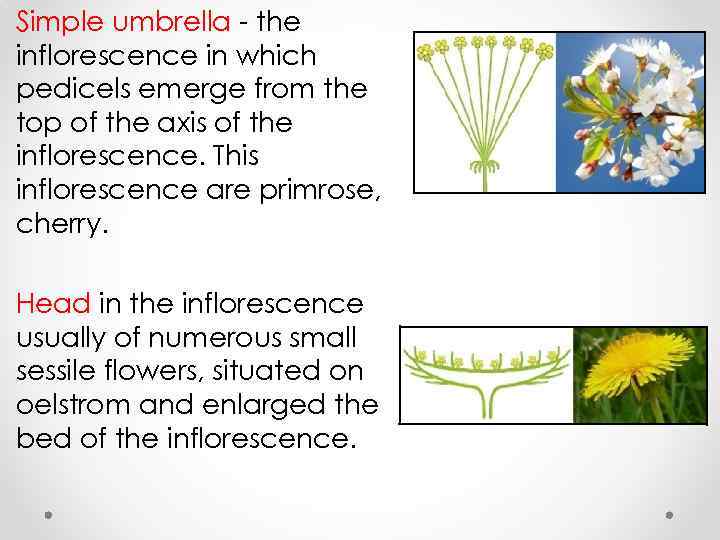 Simple umbrella - the inflorescence in which pedicels emerge from the top of the