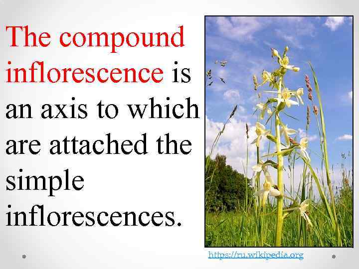 The compound inflorescence is an axis to which are attached the simple inflorescences. https: