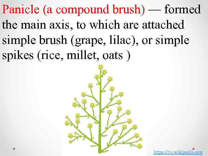 Panicle (a compound brush) — formed the main axis, to which are attached simple