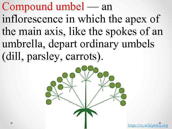 Compound umbel — an inflorescence in which the apex of the main axis, like