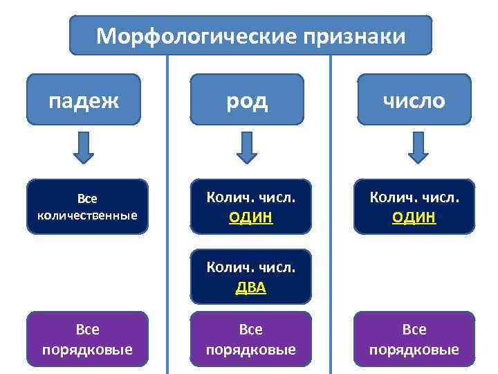 Морфологические признаки падеж род число Все количественные Колич. числ. ОДИН Колич. числ. ДВА Все