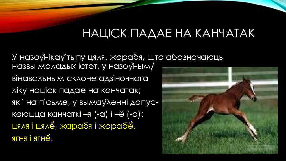 НАЦІСК ПАДАЕ НА КАНЧАТАК У назоу нікау тыпу цяля, жарабя, што абазначаюць назвы маладых