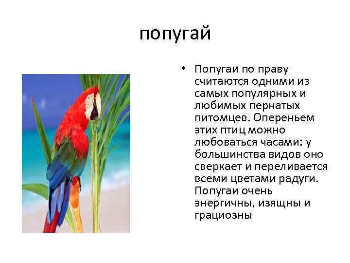 Попугай по английски. Заявил попугай попугаю. Попугай по немецки. Рассказ про попугая на английском. Попугай по слогам.