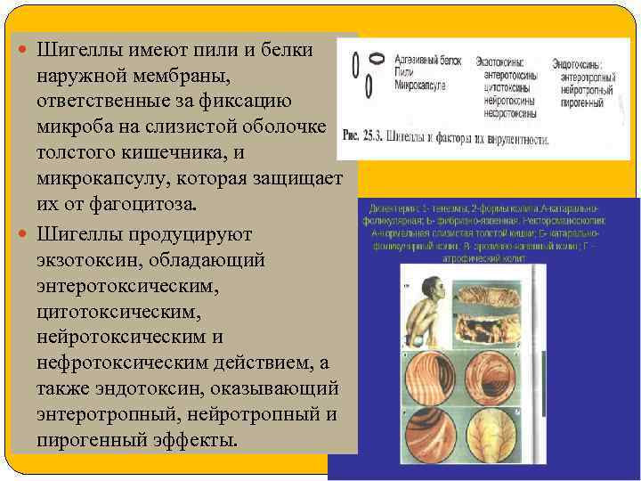  Шигеллы имеют пили и белки наружной мембраны, ответственные за фиксацию микроба на слизистой