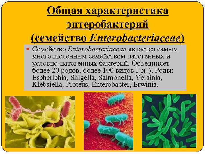 Enterobacteriaceae spp enterococcus spp