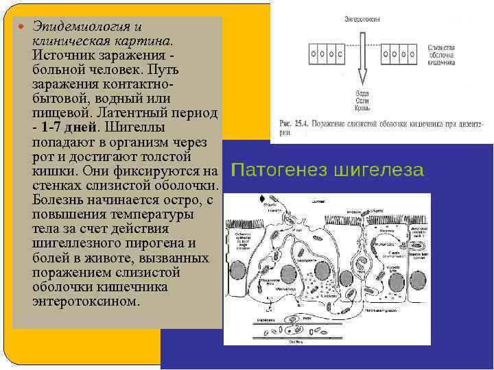  Эпидемиология и клиническая картина. Источник заражения - больной человек. Путь заражения контактнобытовой, водный