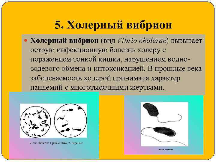 5. Холерный вибрион (вид Vibrio cholerae) вызывает острую инфекционную болезнь холеру с поражением тонкой