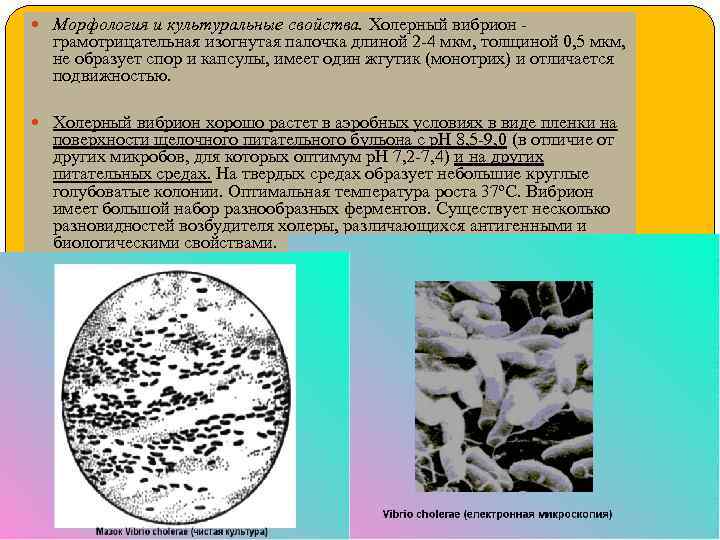  Морфология и культуральные свойства. Холерный вибрион - грамотрицательная изогнутая палочка длиной 2 -4