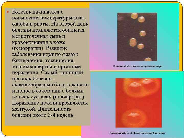  Болезнь начинается с повышения температуры тела, озноба и рвоты. На второй день болезни