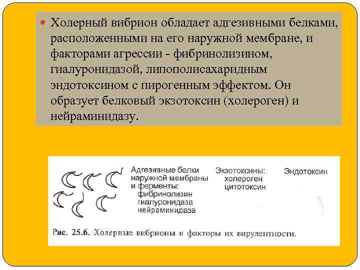  Холерный вибрион обладает адгезивными белками, расположенными на его наружной мембране, и факторами агрессии