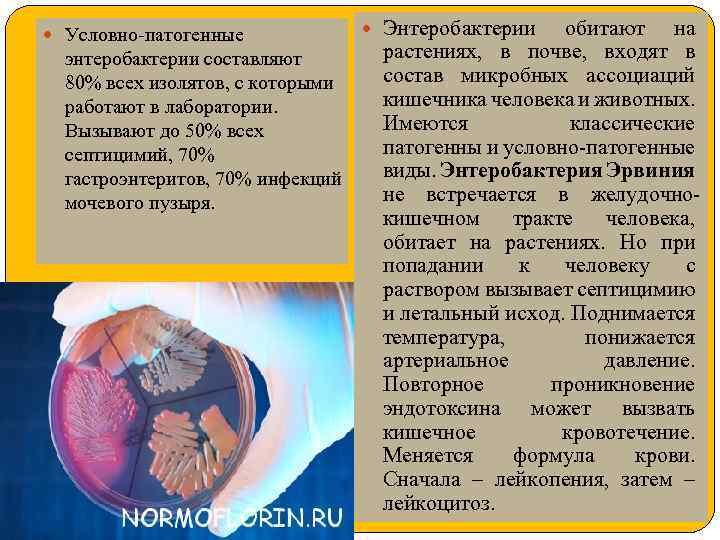  Условно-патогенные энтеробактерии составляют 80% всех изолятов, с которыми работают в лаборатории. Вызывают до