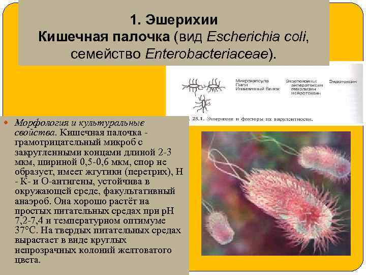 1. Эшерихии Кишечная палочка (вид Escherichia coli, семейство Enterobacteriaceae). Морфология и культуральные свойства. Кишечная