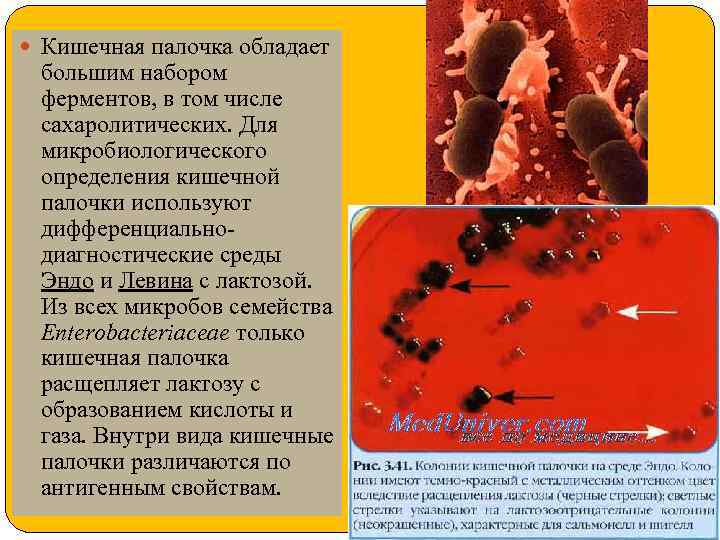  Кишечная палочка обладает большим набором ферментов, в том числе сахаролитических. Для микробиологического определения