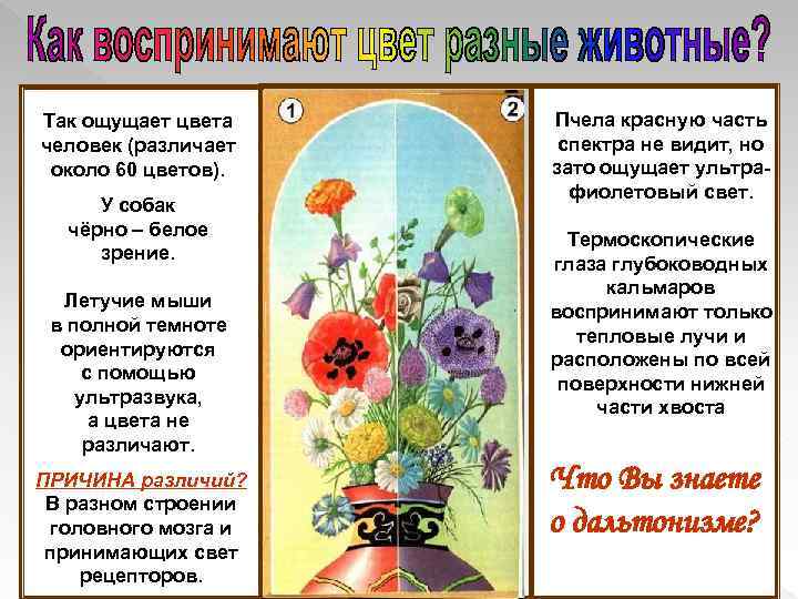 Так ощущает цвета человек (различает около 60 цветов). У собак чёрно – белое зрение.