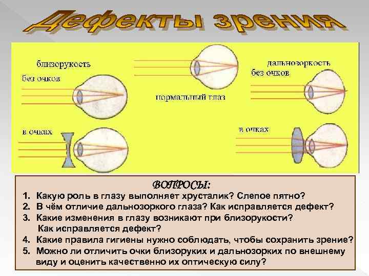 ВОПРОСЫ: 1. Какую роль в глазу выполняет хрусталик? Слепое пятно? 2. В чём отличие