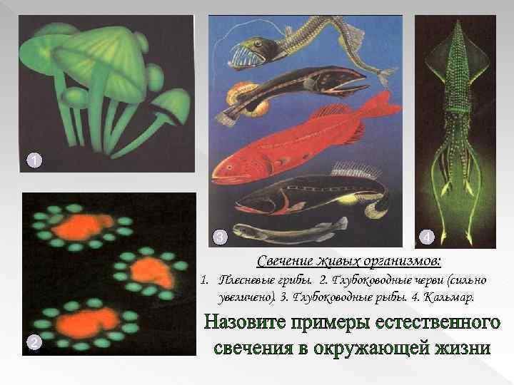 1 3 4 Свечение живых организмов: 1. Плесневые грибы. 2. Глубоководные черви (сильно увеличено).