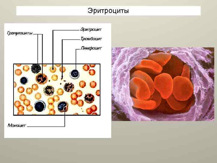 Эритроциты 