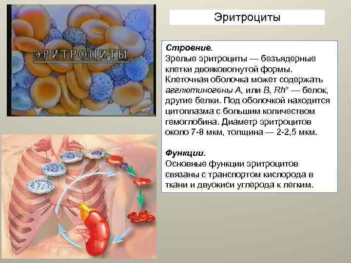 Эритроциты Строение. Зрелые эритроциты — безъядерные клетки двояковогнутой формы. Клеточная оболочка может содержать агглютиногены