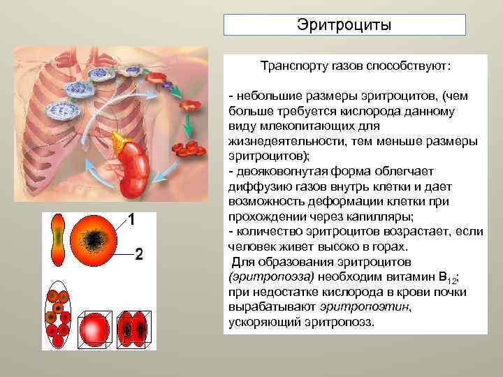 Эритроциты Транспорту газов способствуют: - небольшие размеры эритроцитов, (чем больше требуется кислорода данному виду