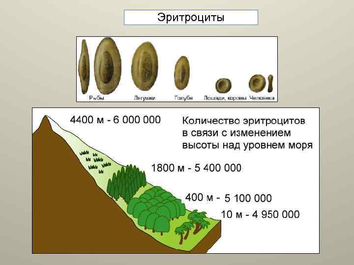 Эритроциты 