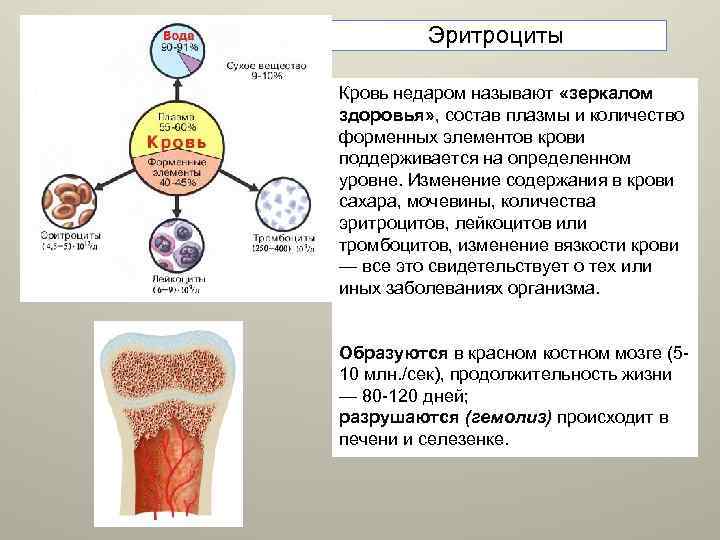 Эритроциты Кровь недаром называют «зеркалом здоровья» , состав плазмы и количество форменных элементов крови