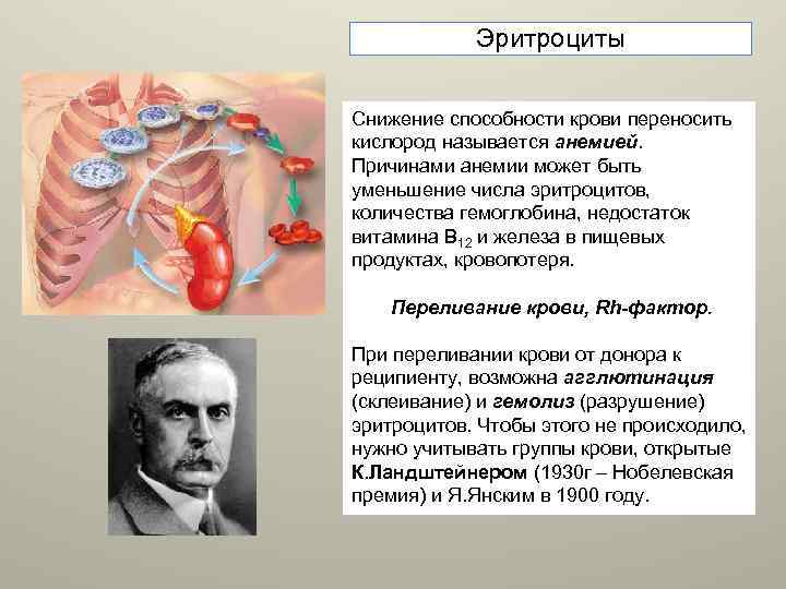 Эритроциты Снижение способности крови переносить кислород называется анемией. Причинами анемии может быть уменьшение числа