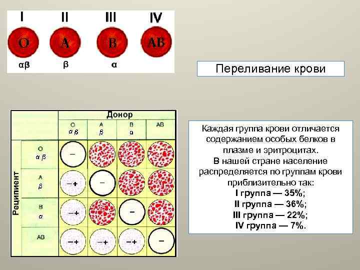 Переливание крови Каждая группа крови отличается содержанием особых белков в плазме и эритроцитах. В