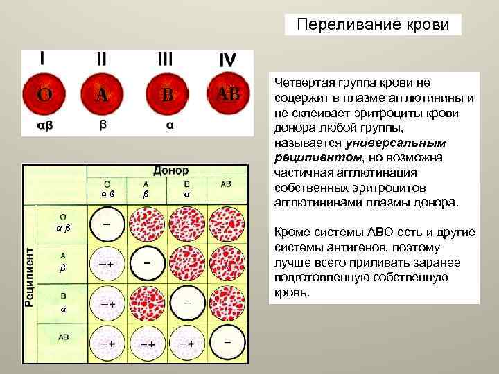 Переливание крови Четвертая группа крови не содержит в плазме агглютинины и не склеивает эритроциты