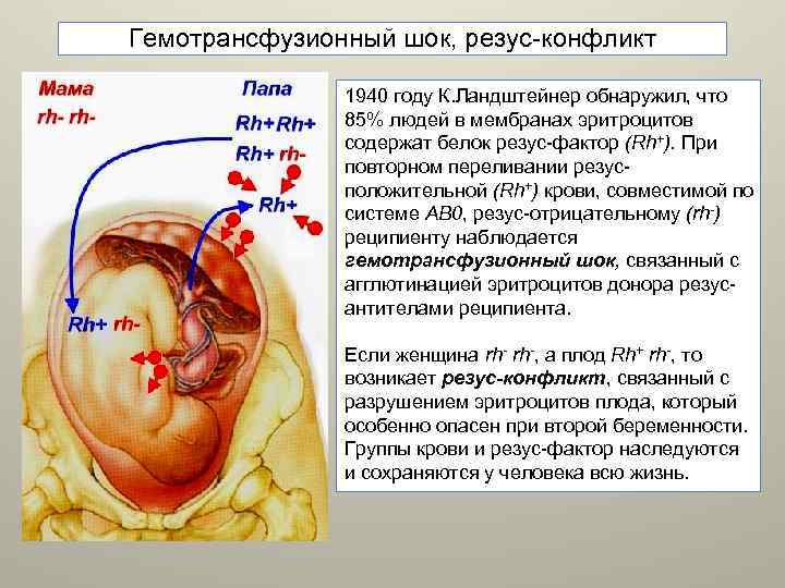 Гемотрансфузионный шок, резус-конфликт 1940 году К. Ландштейнер обнаружил, что 85% людей в мембранах эритроцитов