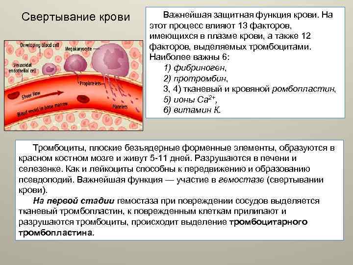 Свертывание крови Важнейшая защитная функция крови. На этот процесс влияют 13 факторов, имеющихся в