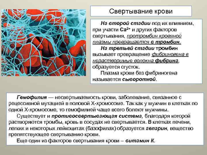 Свертывание крови На второй стадии под их влиянием, при участи Са 2+ и других