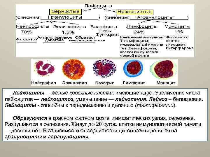 Форма лейкоцитов