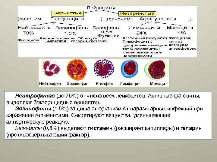 Активные лейкоциты