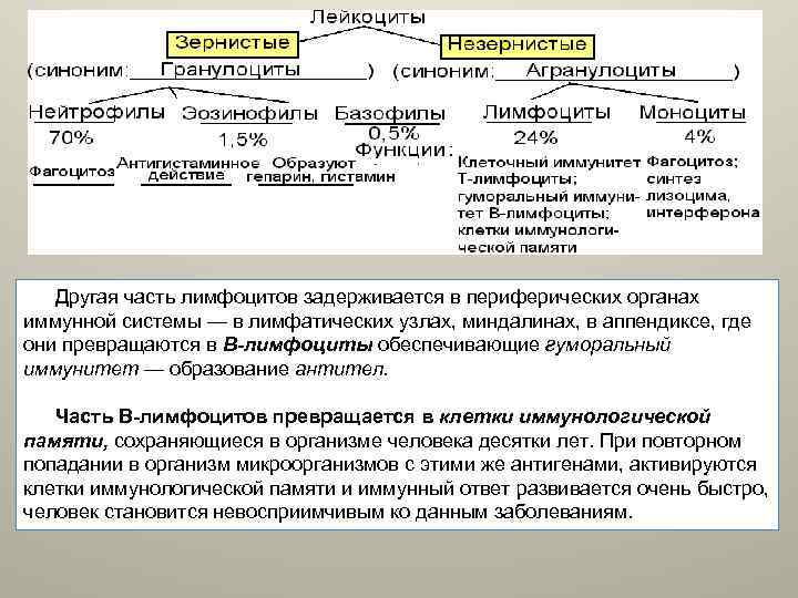 Другая часть лимфоцитов задерживается в периферических органах иммунной системы — в лимфатических узлах, миндалинах,