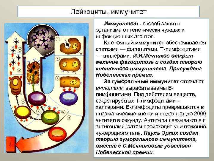 Лейкоциты, иммунитет Иммунитет - способ защиты организма от генетически чуждых и инфекционных агентов. Клеточный