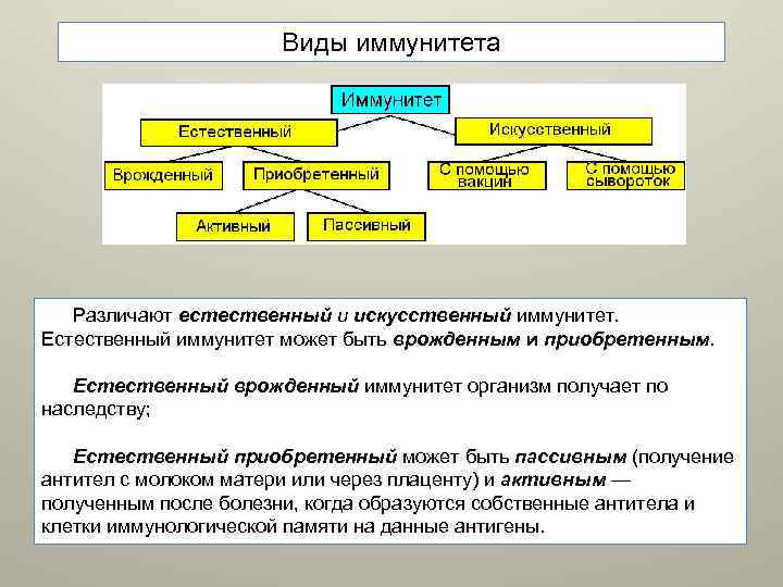 Виды иммунитета Различают естественный и искусственный иммунитет. Естественный иммунитет может быть врожденным и приобретенным.