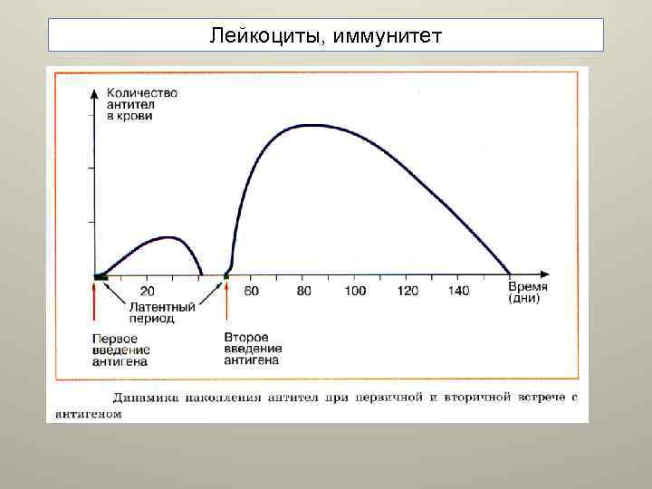 Лейкоциты, иммунитет 